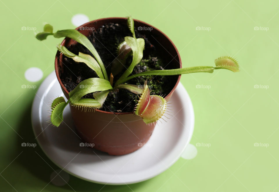 My crazy, lovely plant 6