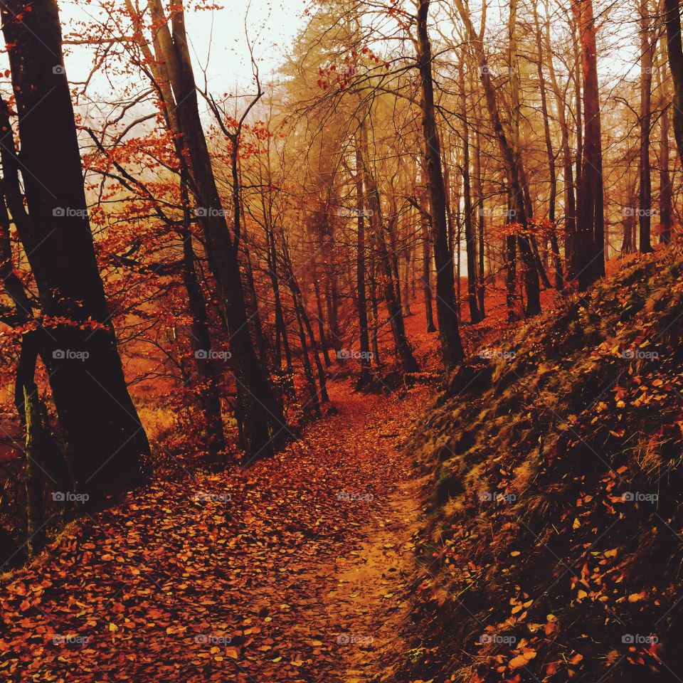 Footpath through autumn trees