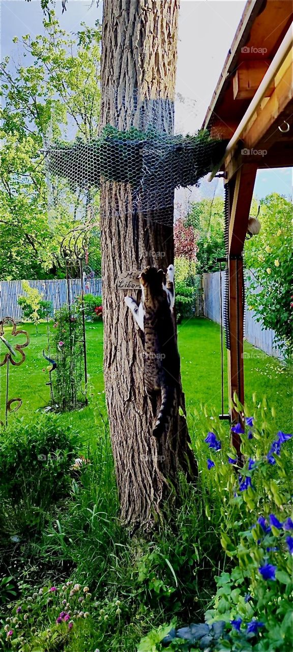 This is “Roukey”, the adventurous tomcat in action climbing up the fifty year old three story tall tree in the hopes of reaching the height of the adjacent flat rooftop to go exploring beyond the immediate area. 2024. Hypnotic Productions