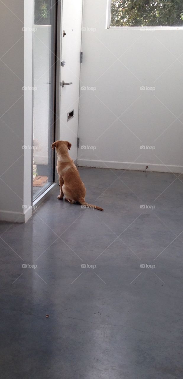 Dog, No Person, Mammal, Indoors, One