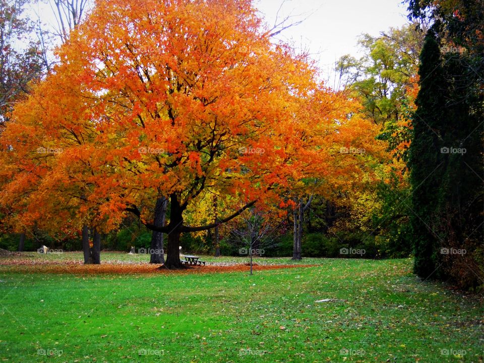 This is a beautiful orange colored tree in a park during a beautiful autumn day taken in Indiana.