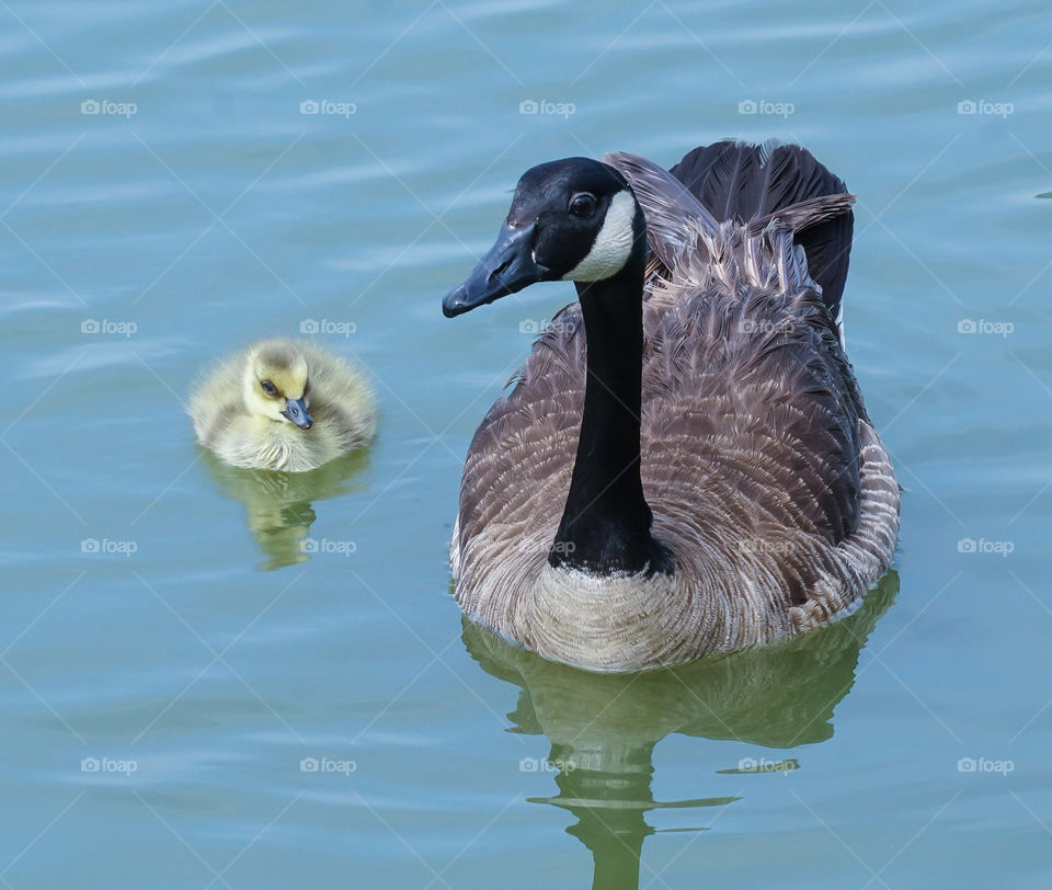 Canada Goose with Baby Gosling
