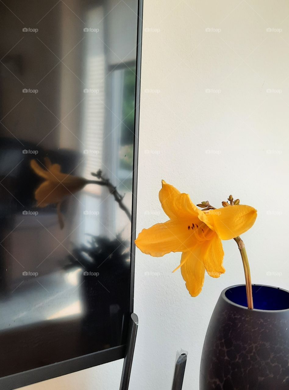 single yellow flower and its reflection