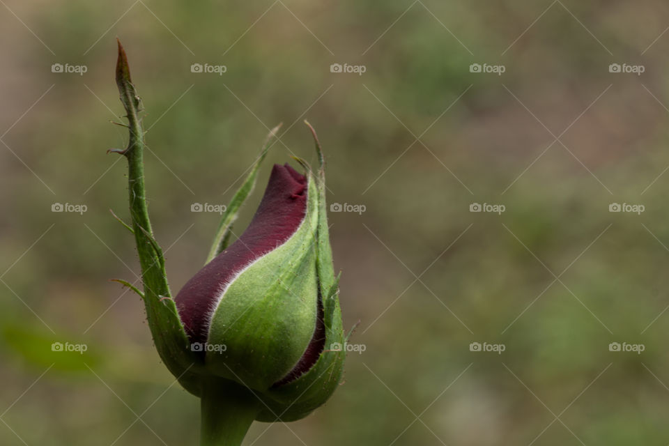 rose bud