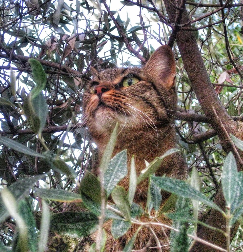 Cat en Provence