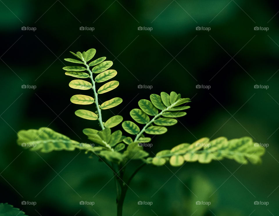 Leaf  closeup  - backyard garden