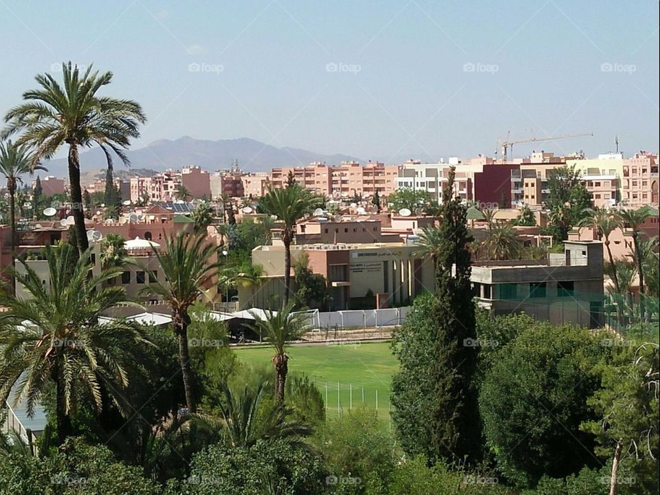 Beautiful plants at urban city in Morocco.