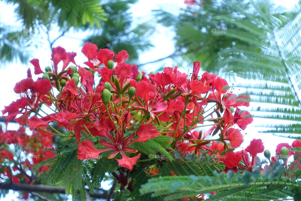 Summer red tree flower called royal poinciana.