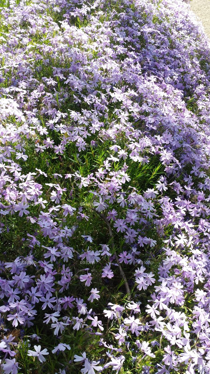 phlox. spring day