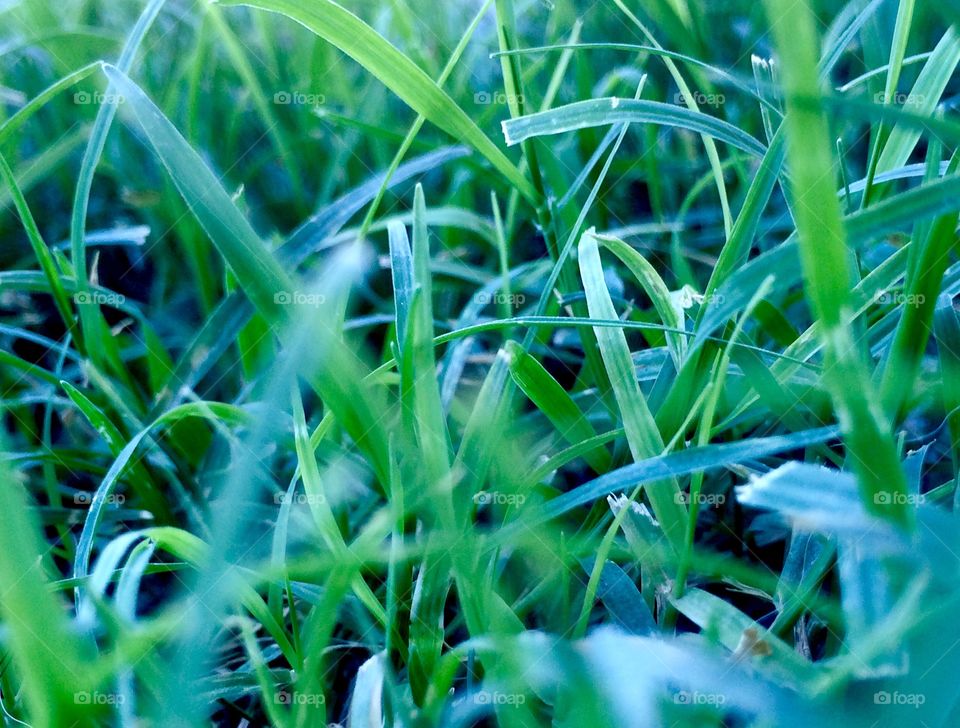 Bermuda grass close up 