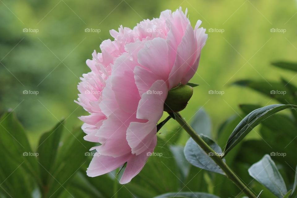 beautiful pink peony growing in my garden.