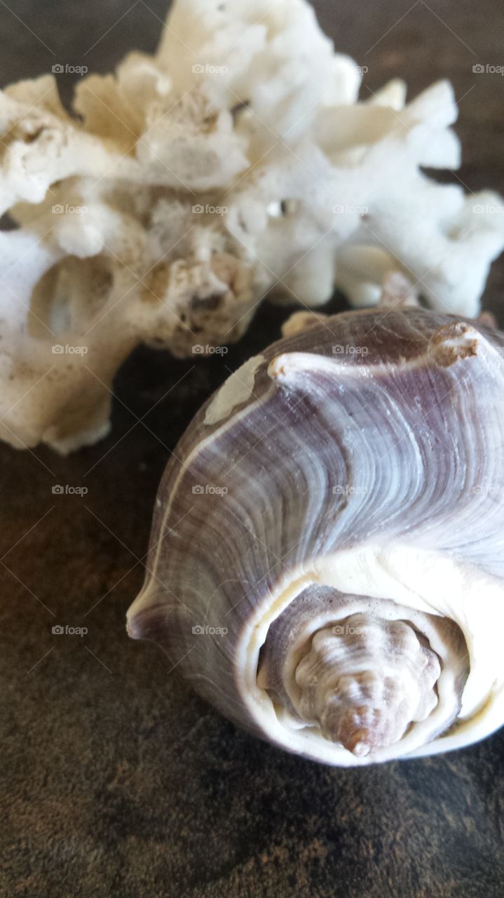 seashell and coral