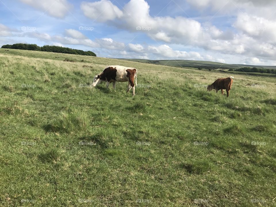 Cows grazing with their calves on one of the most picturesque beauty spots  in the UK,  welcome to Dartmoor.
