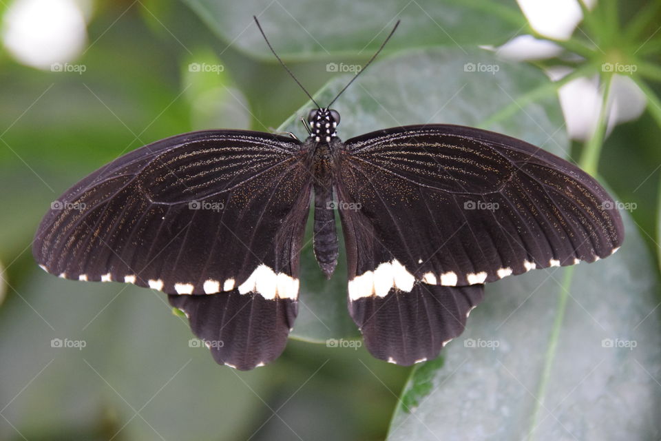 Papilio polytes