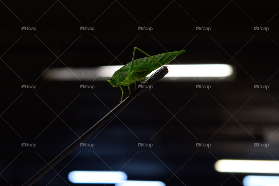 Cricket, in Brazil some call it hope