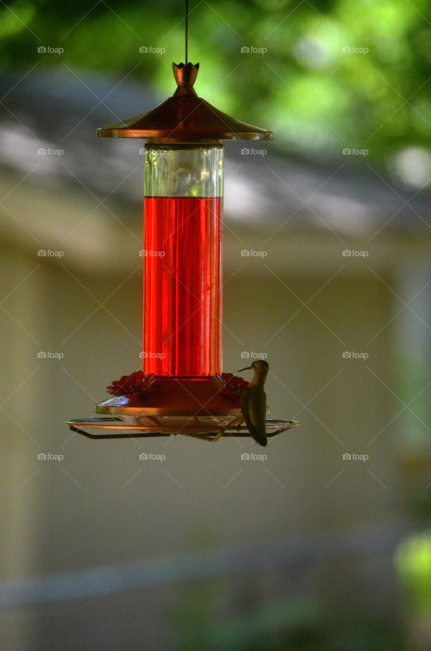 Hummingbird feeding 