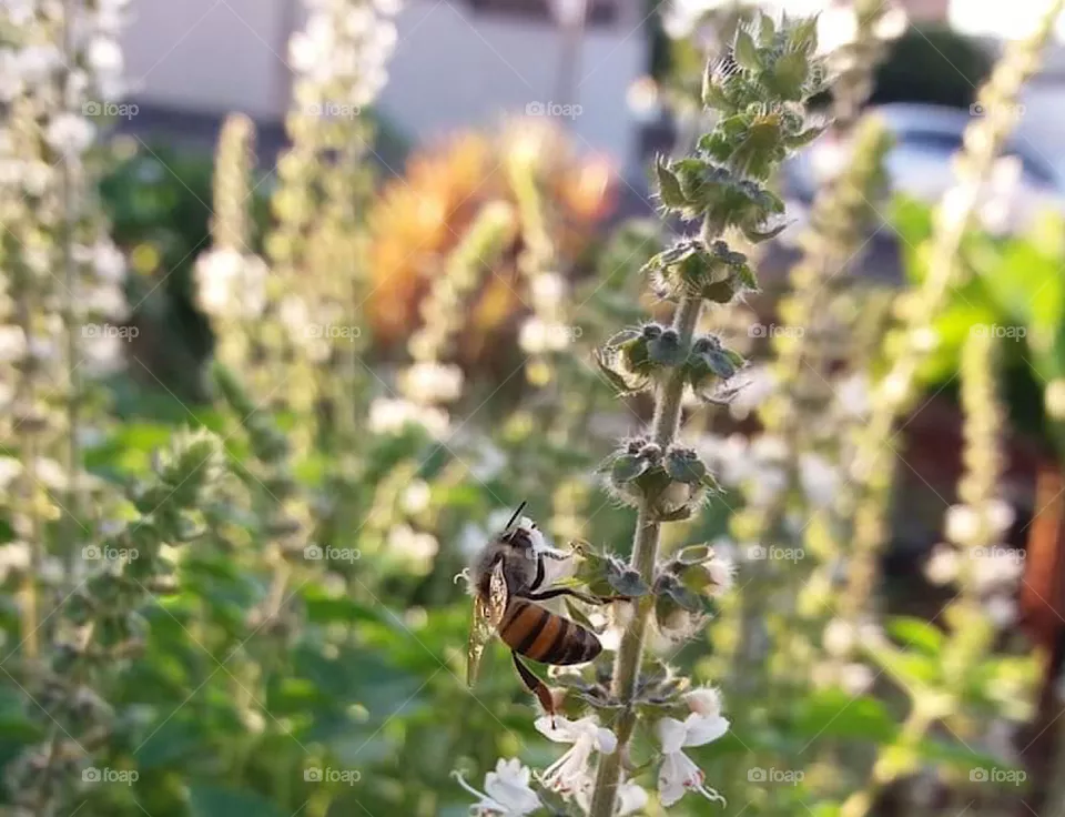 🐝