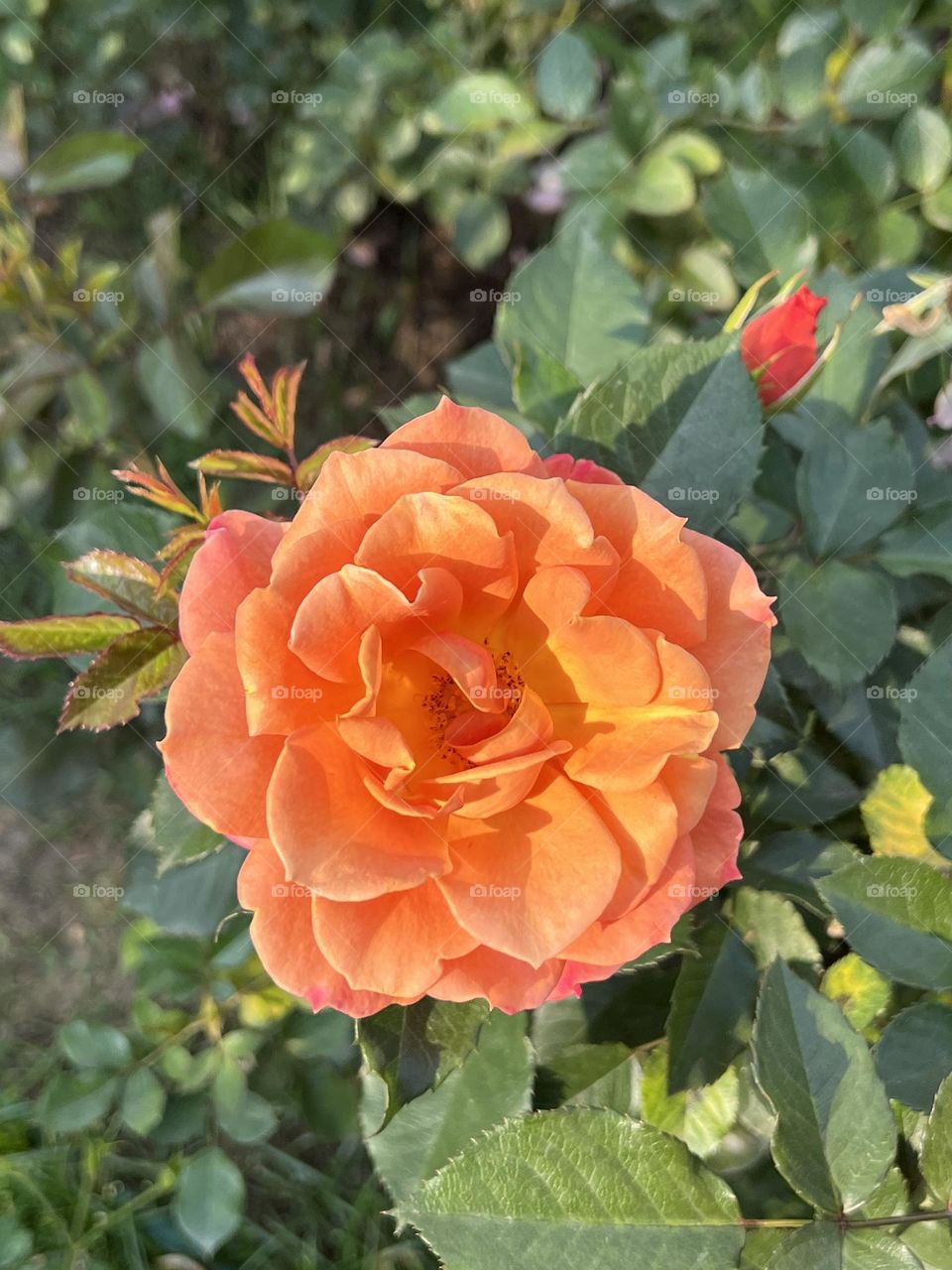 Orange roses in Yuanshan Flower Expo Park