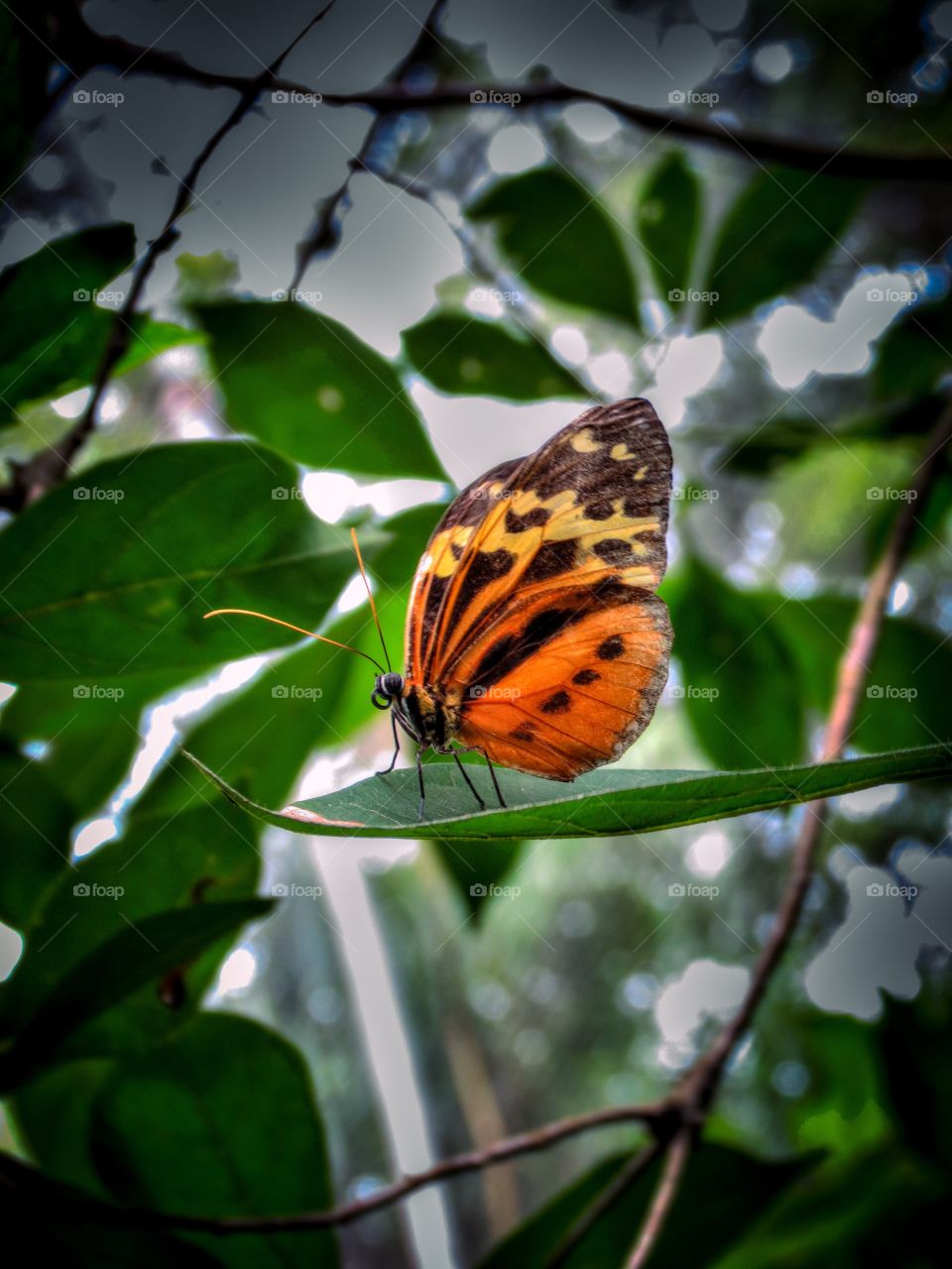 Small orange butterfly 
