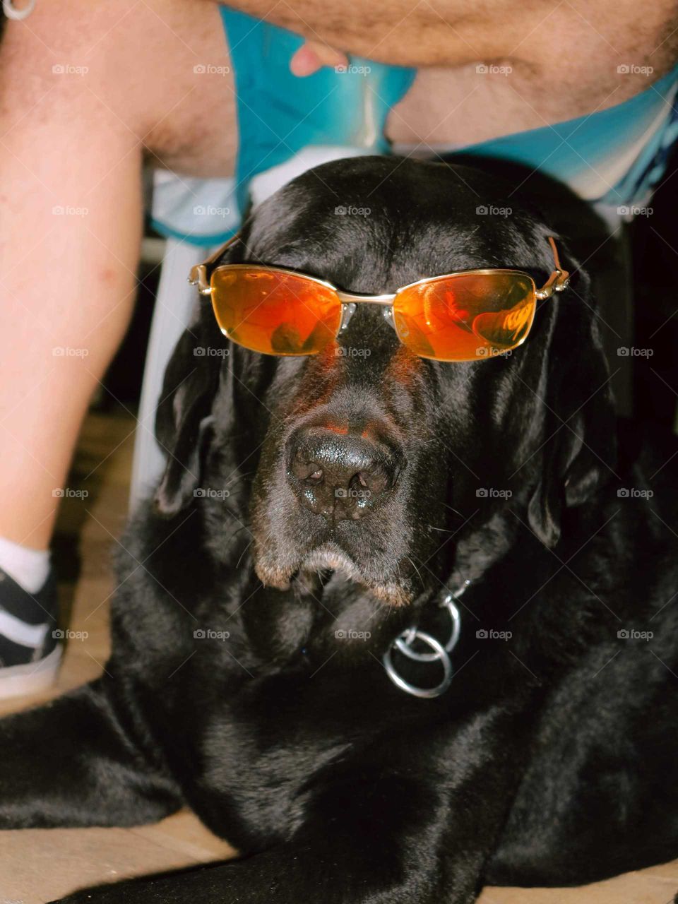 Dog with orange sunglasses, beautiful Labrador hound, black dog with sunglasses, stylish mutt.