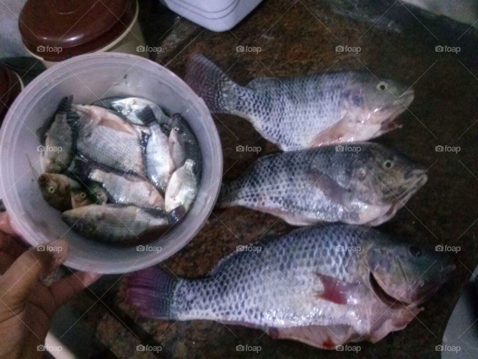 peixe
