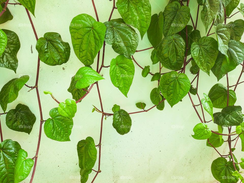 Plant hanging on the wall