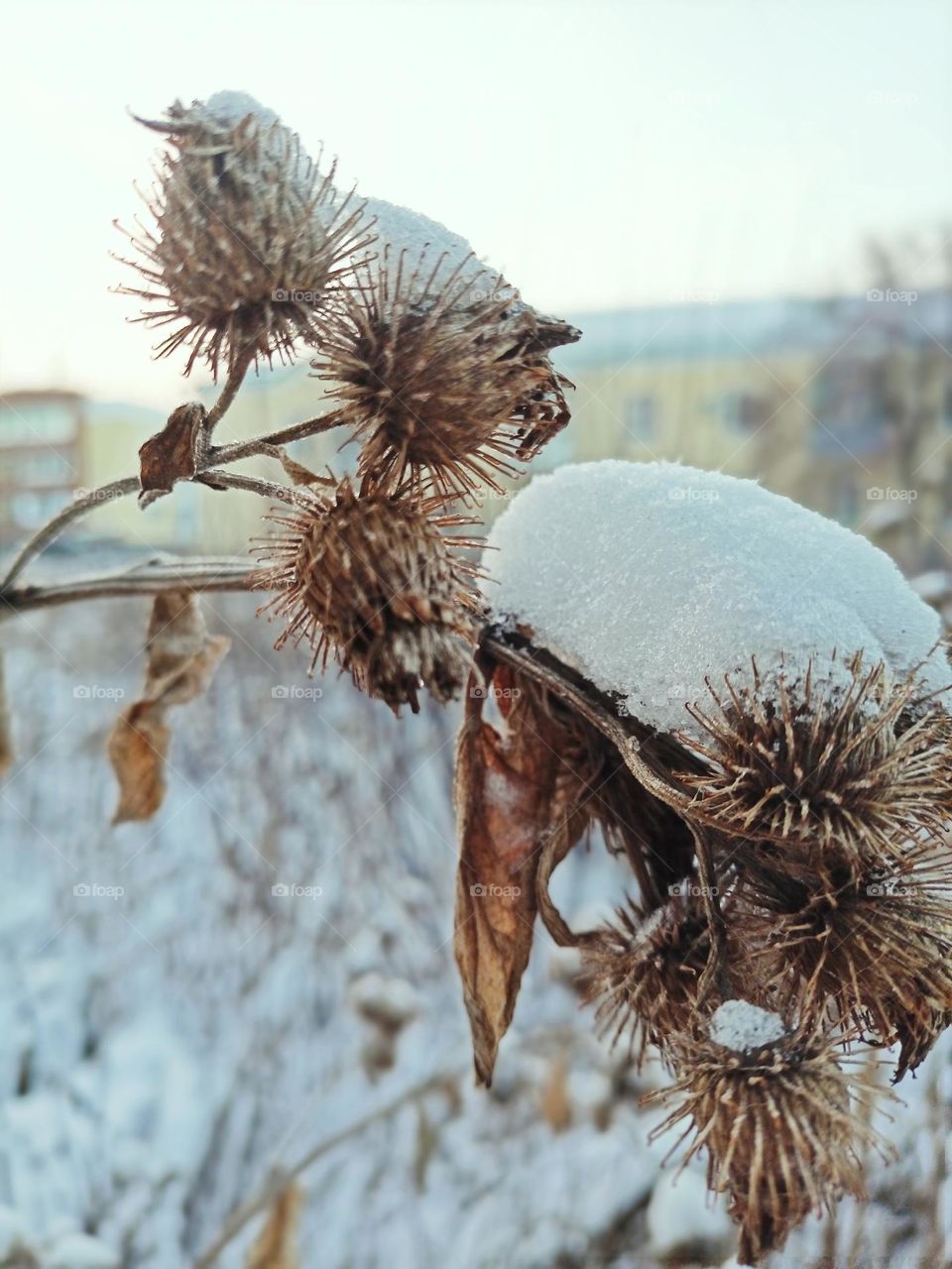 winter came, a dry branch in the snow, snow fell in the city, November, snow, snow on the grass, everything was covered in snow, it was cold.