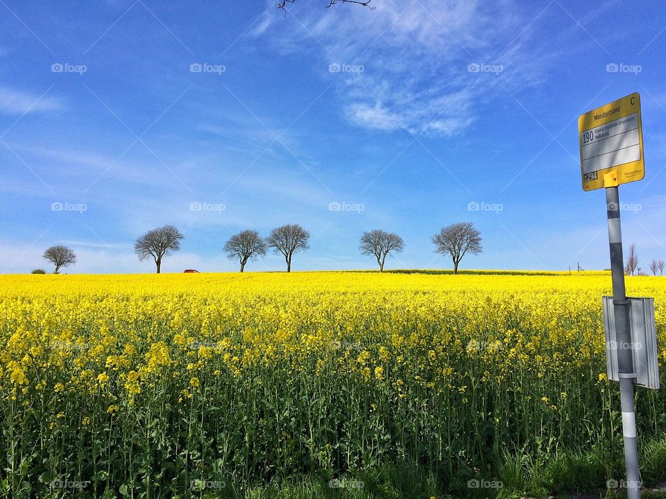 Yellow bus stop by yellow field