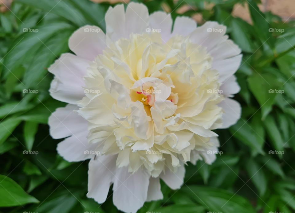 peony