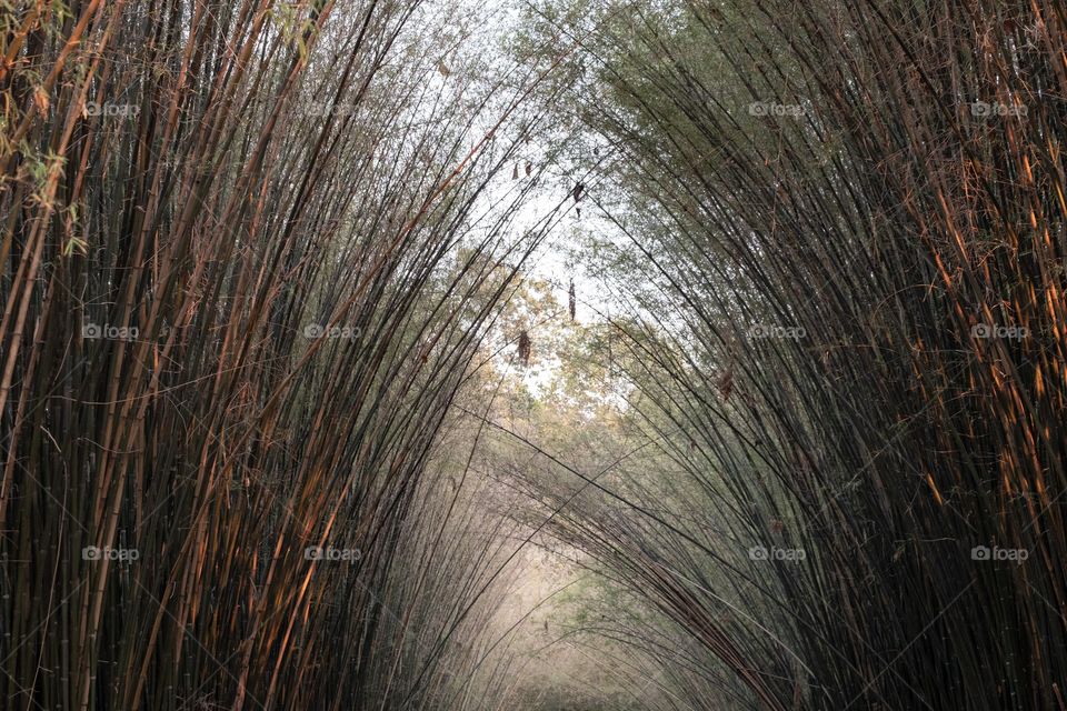 Thailand , Bamboo tunnels 