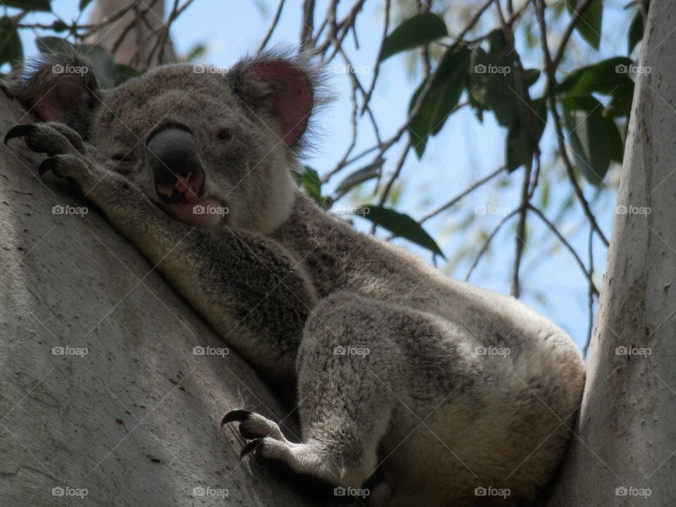 Koala