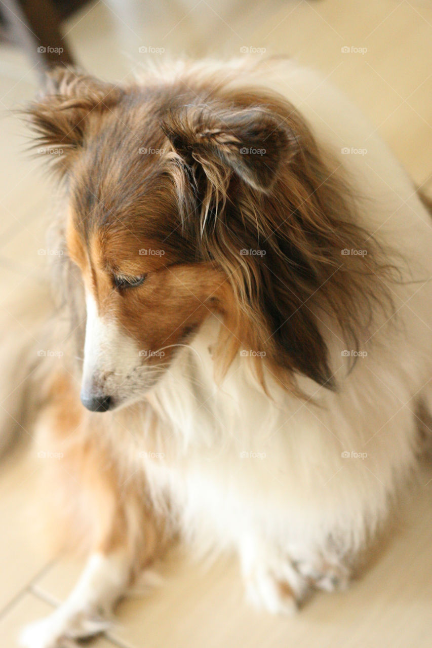 Sheltie