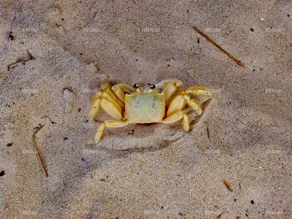 Caranguejo