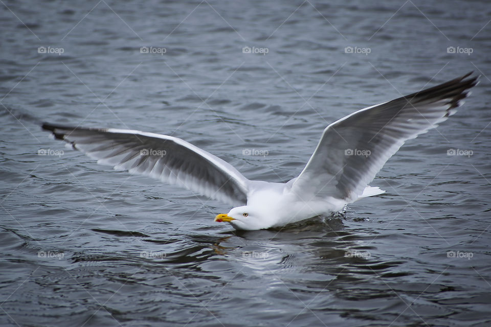 Seagull landed in the water