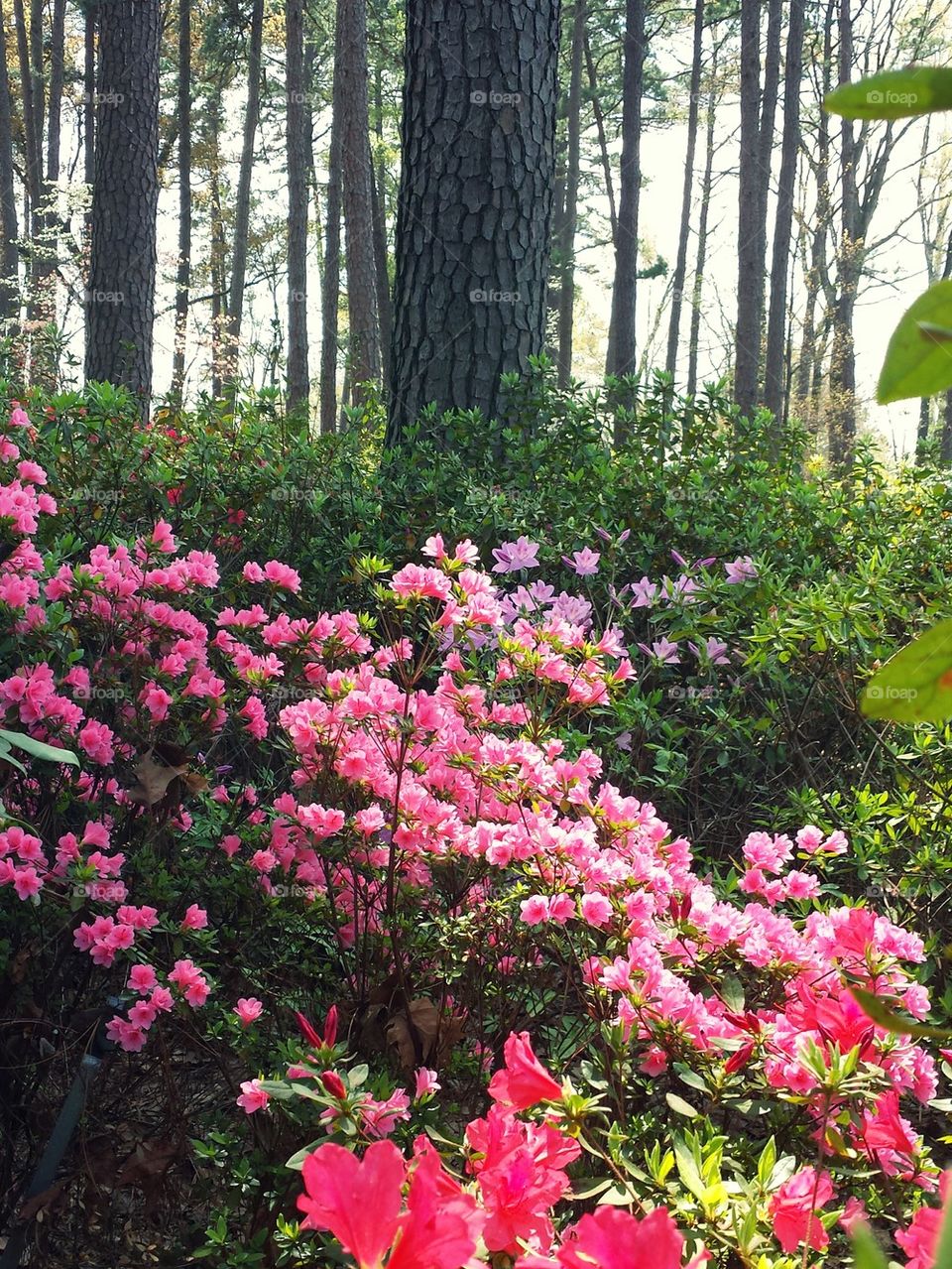 Azalea 