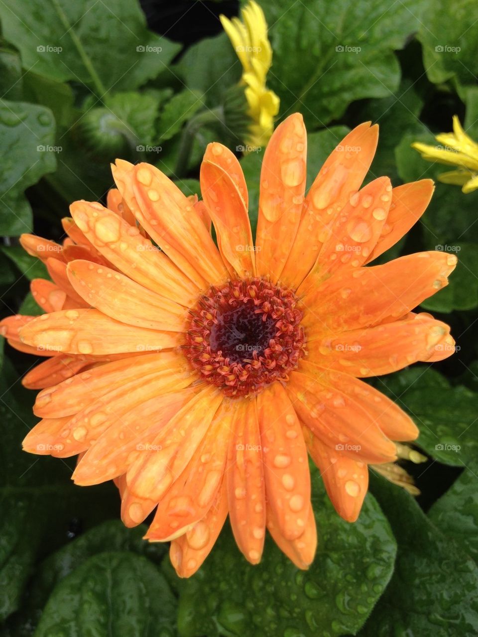 Light orange Gerber Daisy