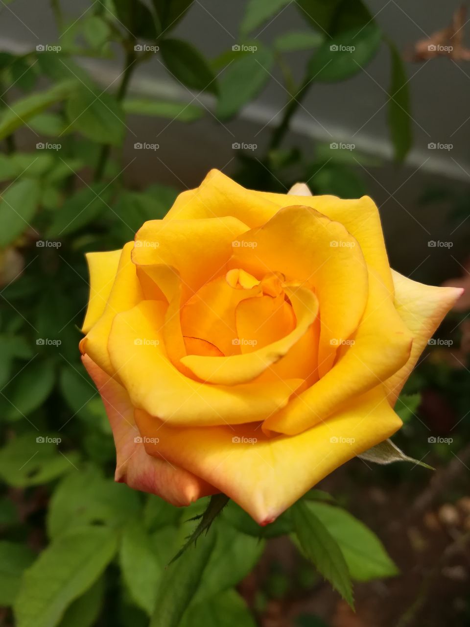 yellow rose