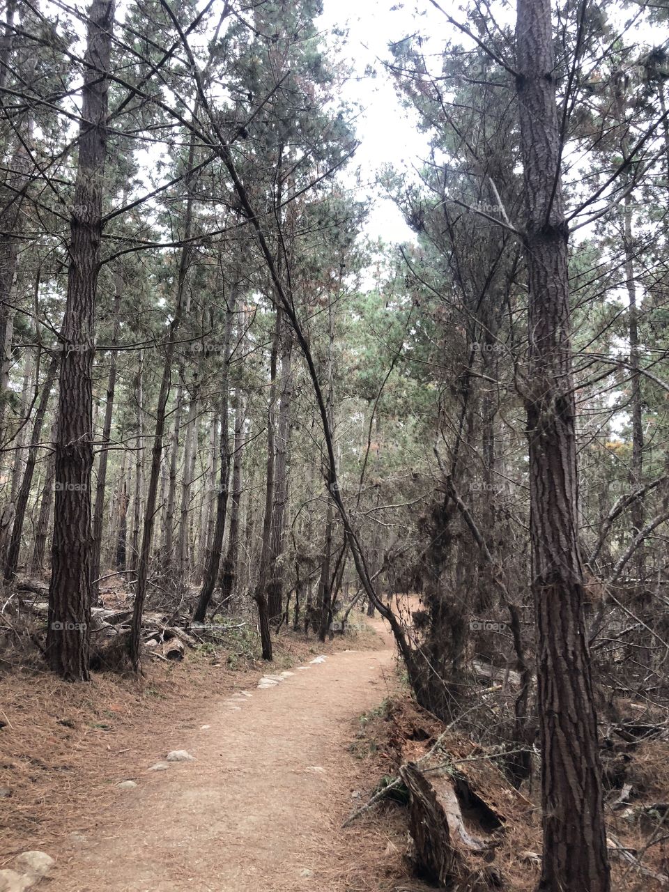 Pathway in the woods