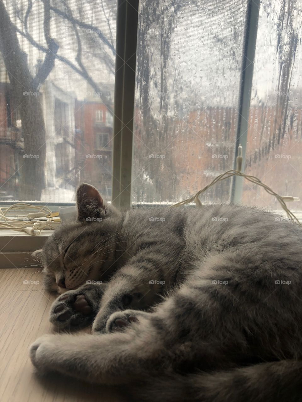 Cute grey kitty sleeping by the window in a winter day