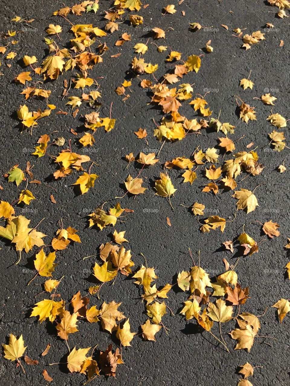 November leaves 🍂