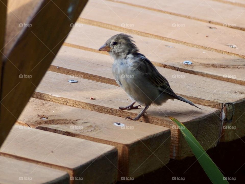 Sparrow in the summer