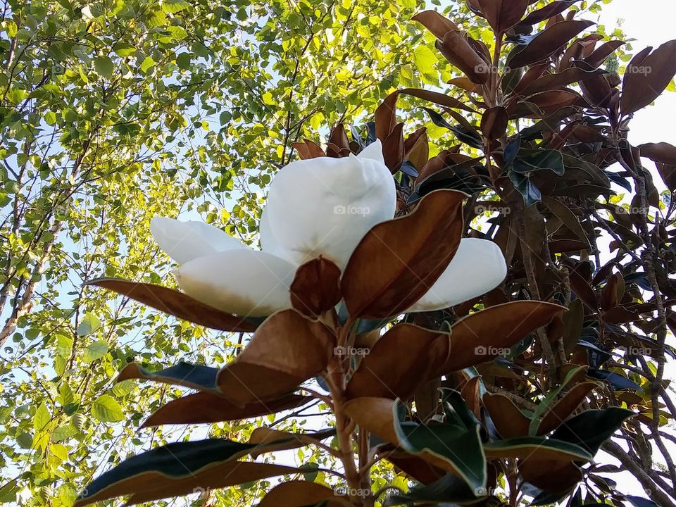 blooming magnolia