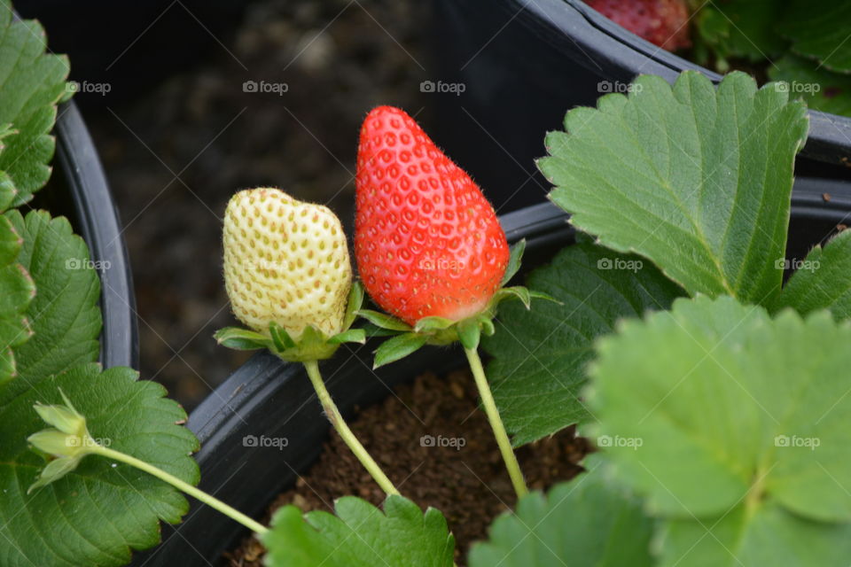 strawberry