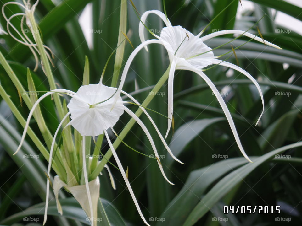 Tropical Giant Spider Lily. Tropical Giant Spider Lily on PhuQuoc Island Vietnam