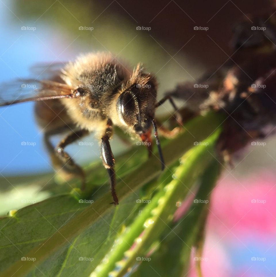 Bee on the leaf