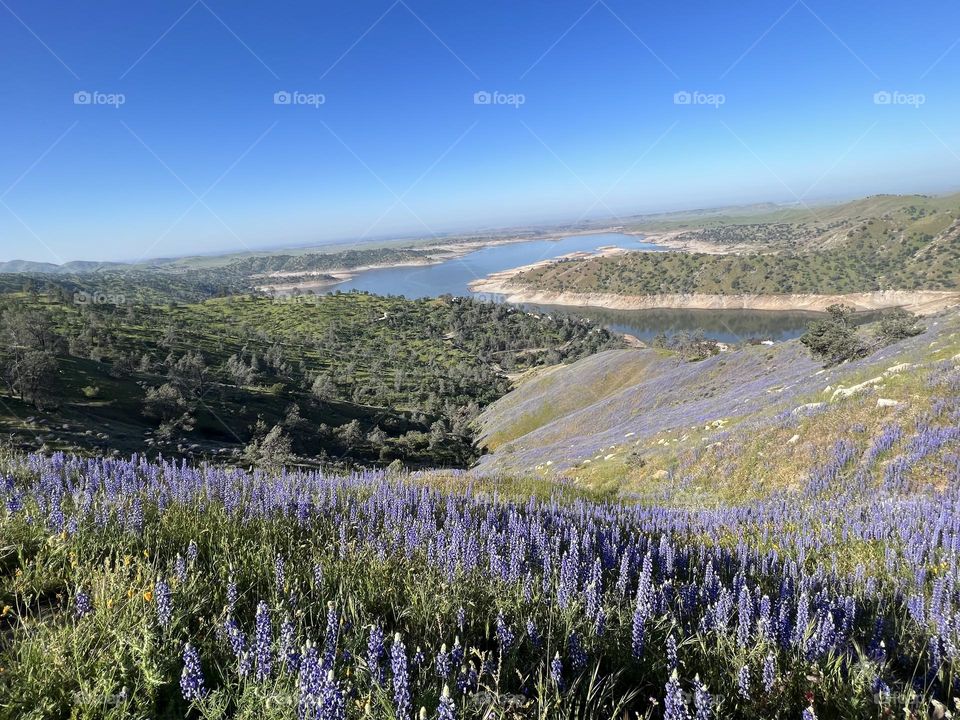 Lake Millerton 