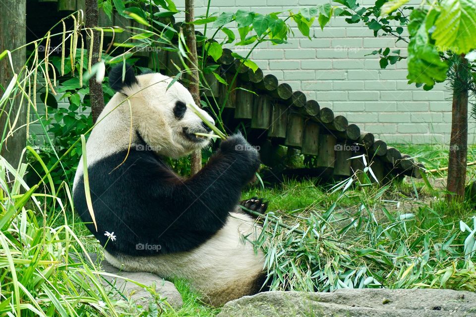 Munching Panda
