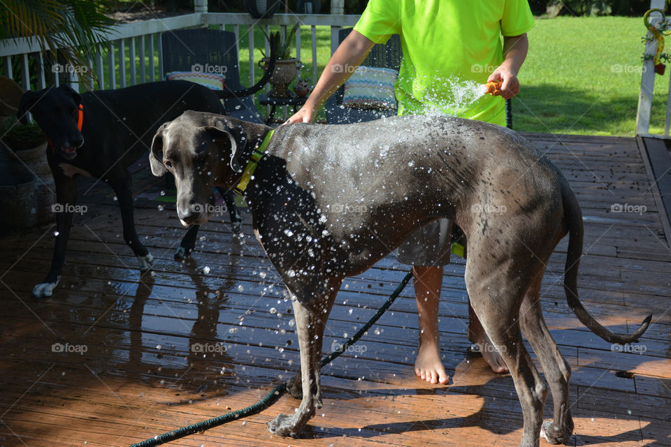 My son washing our big blue Great Dane 