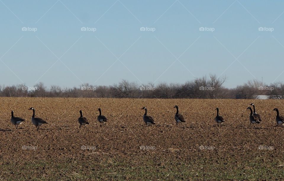 Line Dancing