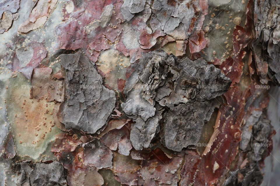 Tree bark